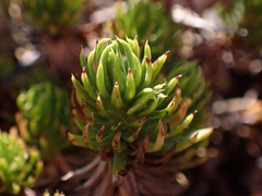 Celmisia lateralis lateralis