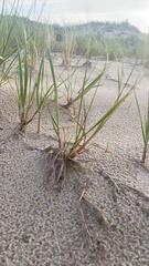 Ammophila breviligulata