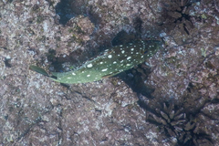 Epinephelus labriformis