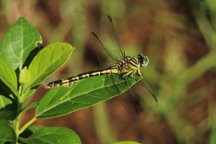 Paragomphus lineatus