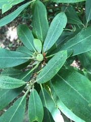 Rhododendron carolinianum