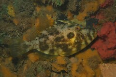 Scobinichthys granulatus