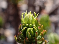 Celmisia lateralis lateralis