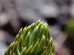 Celmisia lateralis lateralis