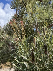 Banksia attenuata