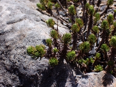 Celmisia lateralis lateralis