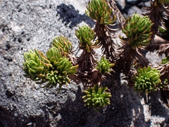 Celmisia lateralis lateralis