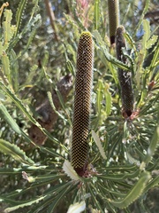 Banksia attenuata