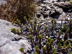 Celmisia lateralis lateralis