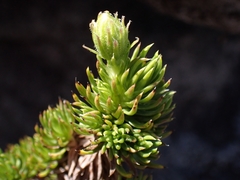 Celmisia lateralis lateralis