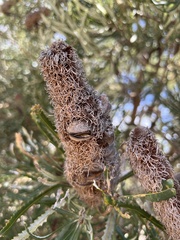 Banksia attenuata