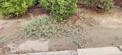 Tribulus terrestris