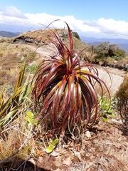 Dracophyllum traversii