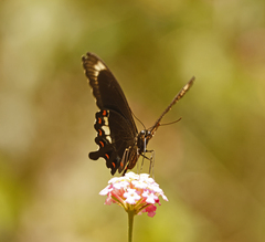 Papilio fuscus