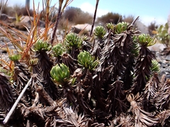 Celmisia lateralis lateralis