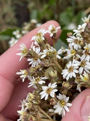 Olearia arborescens