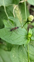 Cryptinae