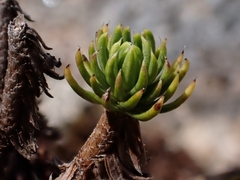 Celmisia lateralis lateralis