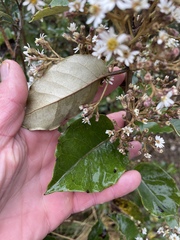 Olearia arborescens