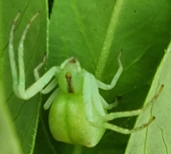 Sidymella rubrosignata