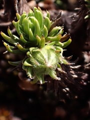 Celmisia lateralis lateralis