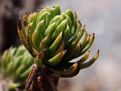 Celmisia lateralis lateralis