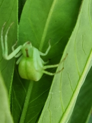 Sidymella rubrosignata