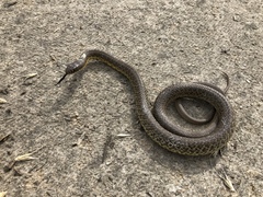 Coluber constrictor flaviventris