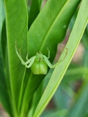 Sidymella rubrosignata