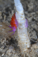 Flabellina