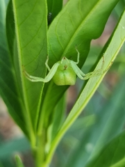 Sidymella rubrosignata