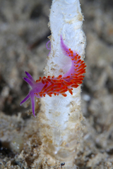 Flabellina