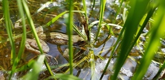 Rana amurensis