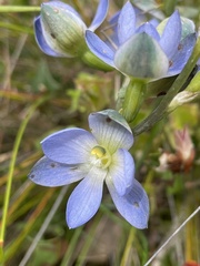 Thelymitra grandiflora