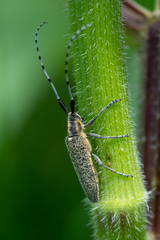 Agapanthia villosoviridescens