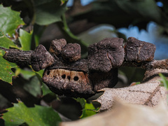 Disholandricus chrysolepidis