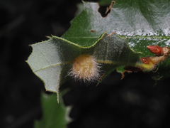 Disholandricus lasius