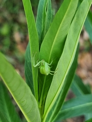 Sidymella rubrosignata