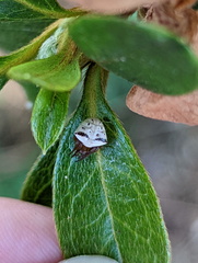 Araneus cyrtarachnoides