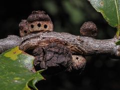 Disholandricus chrysolepidis