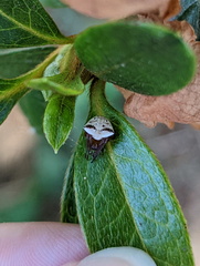 Araneus cyrtarachnoides