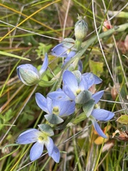 Thelymitra grandiflora