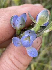 Thelymitra grandiflora