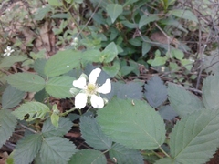 Rubus adenotrichos