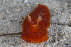 Madrella ferruginosa