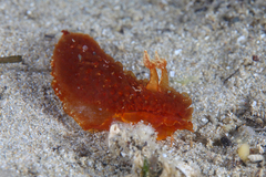 Madrella ferruginosa