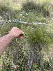 Thelymitra grandiflora