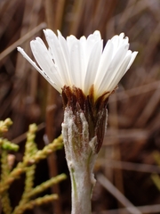 Celmisia dubia