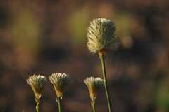 Ptilotus macrocephalus