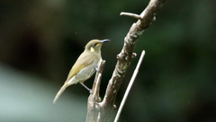 Microptilotis imitatrix